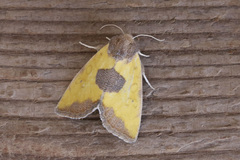Stiria dyari