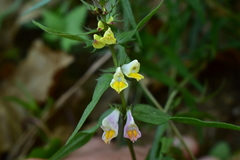 Melampyrum pratense