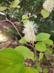 Fothergilla gardenii