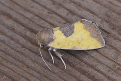 Stiria dyari