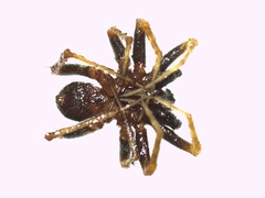 Pardosa saltans