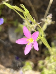 Zeltnera arizonica