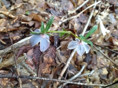 Helleborus purpurascens