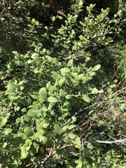 Cercocarpus betuloides blancheae