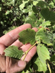 Cercocarpus betuloides blancheae
