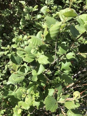 Cercocarpus betuloides blancheae