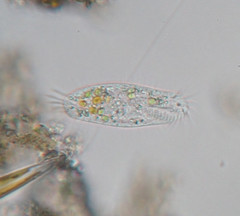 Tachysoma pellionellum