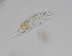 Tachysoma pellionellum