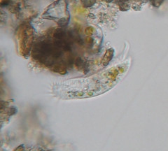 Tachysoma pellionellum