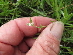 Scouler's Popcornflower (Plagiobothrys scouleri)
