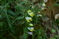 Melampyrum pratense