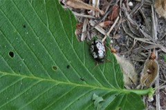 Calligrapha confluens
