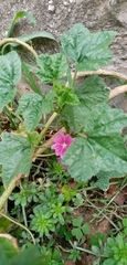 Malva sylvestris