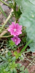 Malva sylvestris