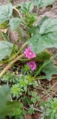 Malva sylvestris