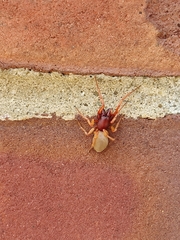 Dysdera crocata