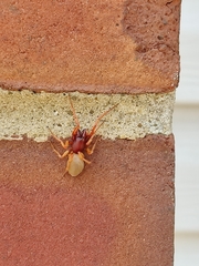Dysdera crocata