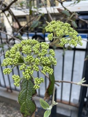 Viburnum × rhytidophylloides