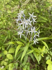Amsonia rigida