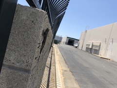 Sceloporus occidentalis