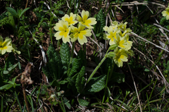 Primula intricata