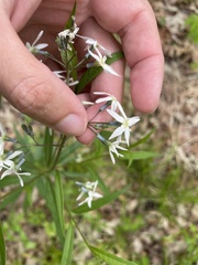 Amsonia rigida