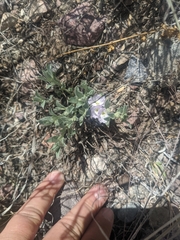 Evolvulus nuttallianus