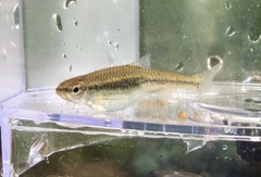 Notropis nubilus