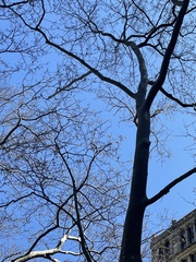 Platanus × hispanica