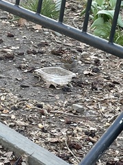 Zonotrichia albicollis