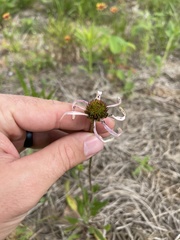 Echinacea sanguinea