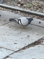 Columba livia domestica