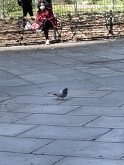 Columba livia domestica