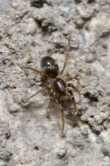 Phrurolithus festivus