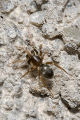 Phrurolithus festivus