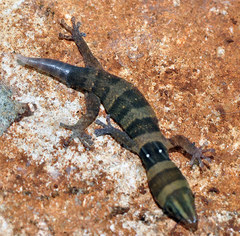 Sphaerodactylus nigropunctatus