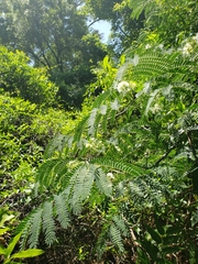 Enterolobium contortisiliquum