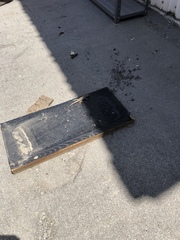 Sceloporus occidentalis