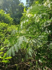 Enterolobium contortisiliquum