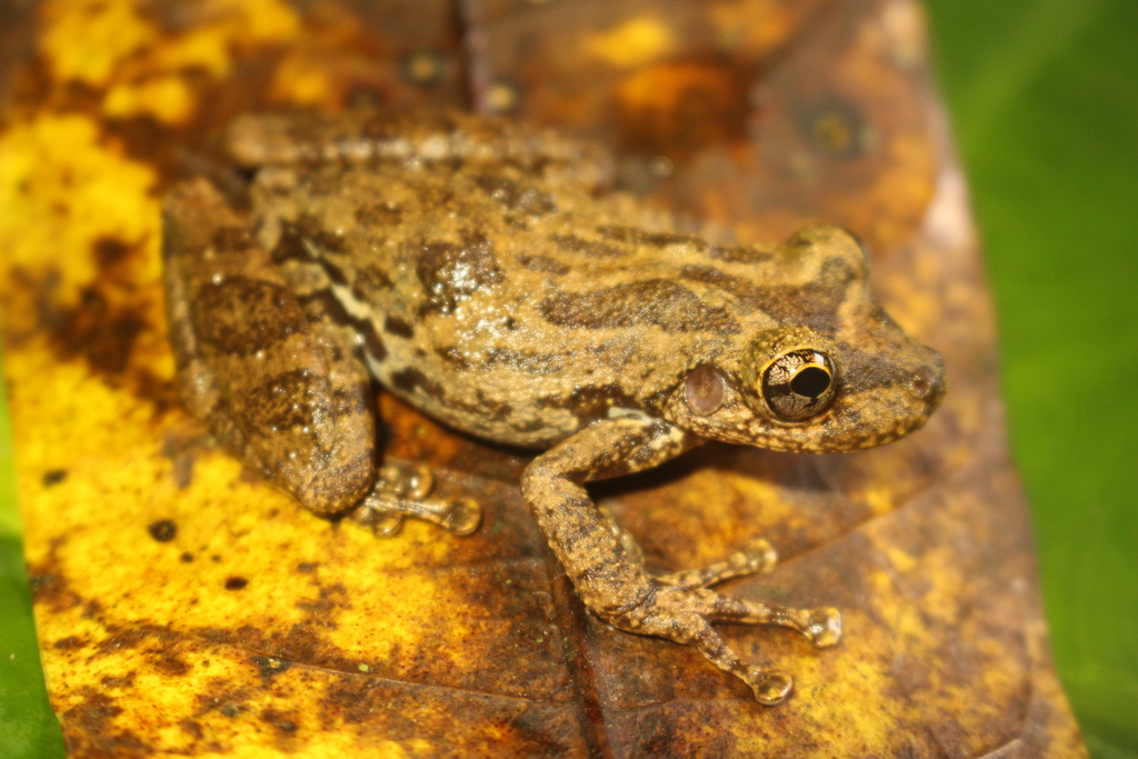 Tropicalia's Snouted Treefrog