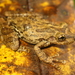 Scinax tropicalia - Photo (c) Omar Rojas-Padilla, some rights reserved (CC BY-NC), uploaded by Omar Rojas-Padilla