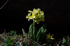 Primula intricata