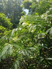 Enterolobium contortisiliquum