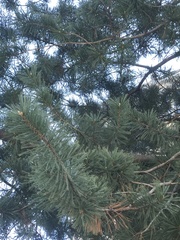 Pinus strobus