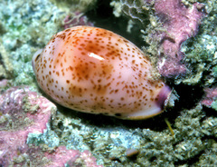 Purpuradusta hammondae