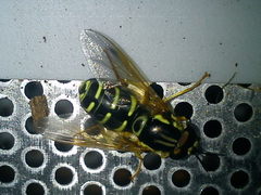 Chrysotoxum festivum