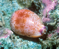 Purpuradusta hammondae