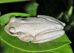 Osteopilus septentrionalis