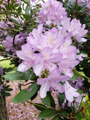 Rhododendron × hybridum
