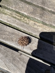 Liquidambar styraciflua